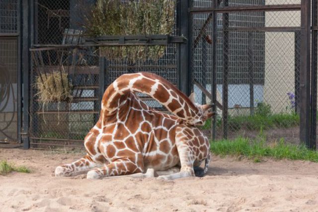 giraffes长颈鹿几乎所有的动物都需要睡眠,有些动物睡觉都能睡出花样