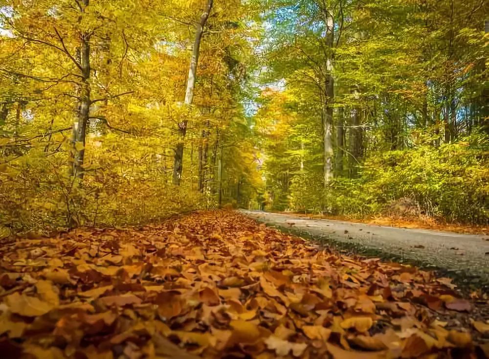fall和autumn哪个更能代表秋天?想要表达得更文艺你可以选择