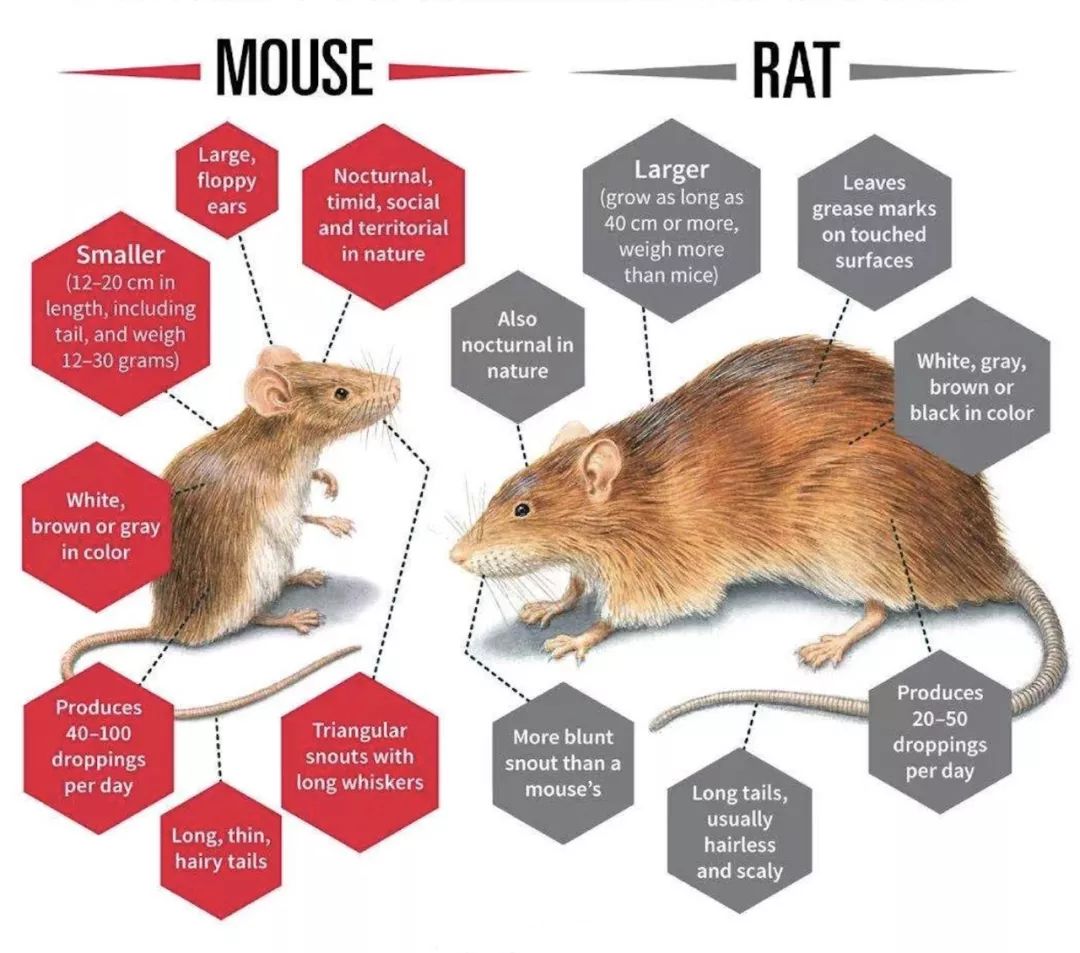 家鼠和田鼠的区别图片图片