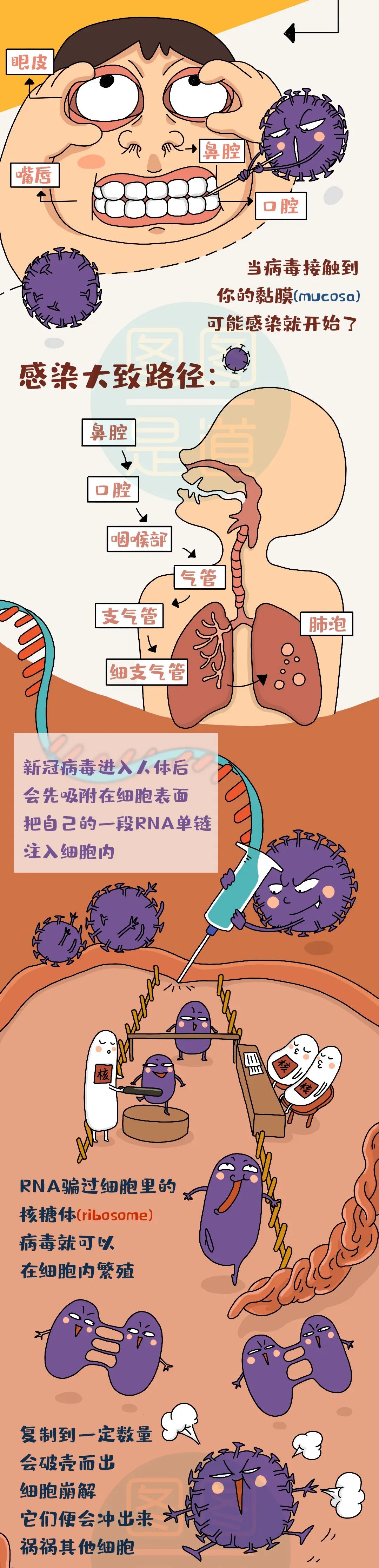 人體感染新冠病毒後如何自愈?